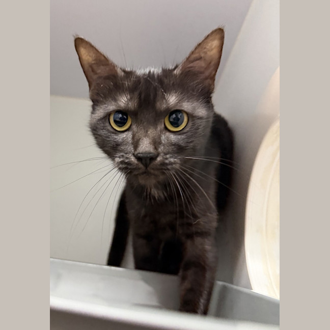 Photo of Panther 