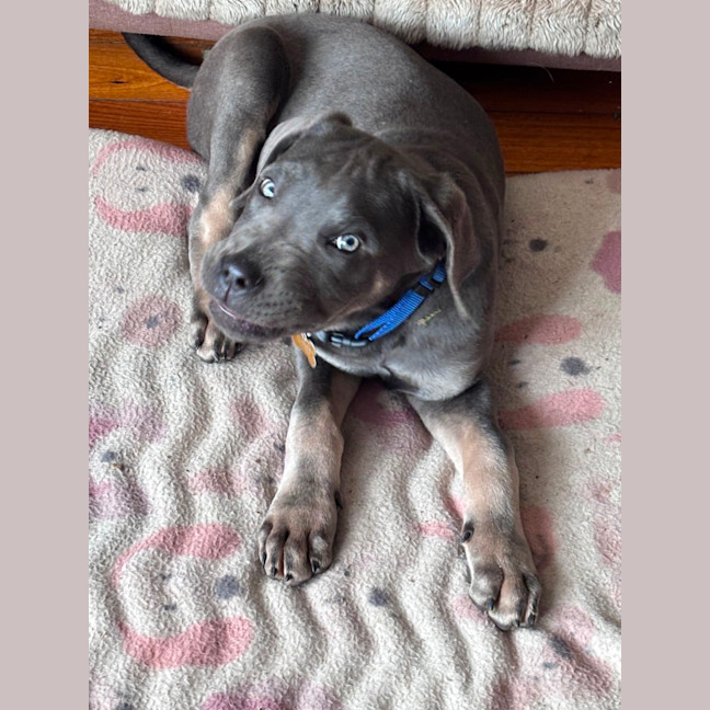 Photo of Enzo