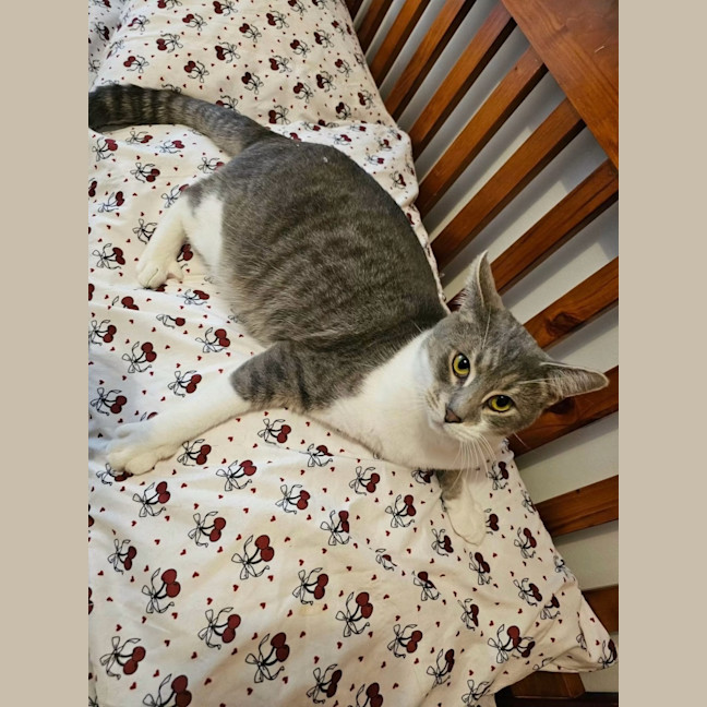 Photo of Smokie