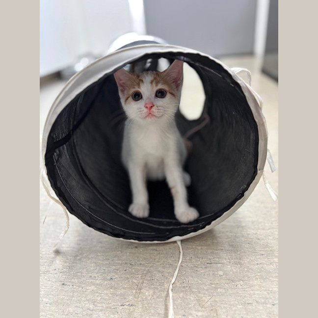 Photo of Apricot