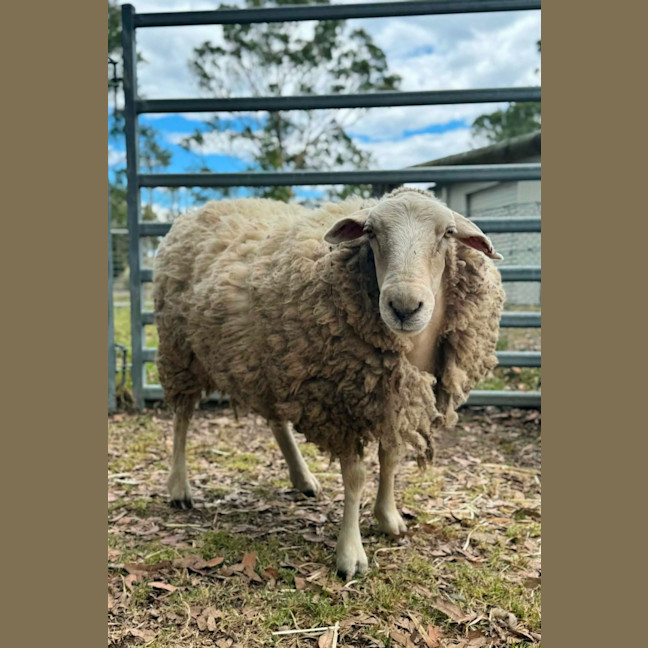 Photo of Lord & Lady Fluffington & Fluffer Nutter. 