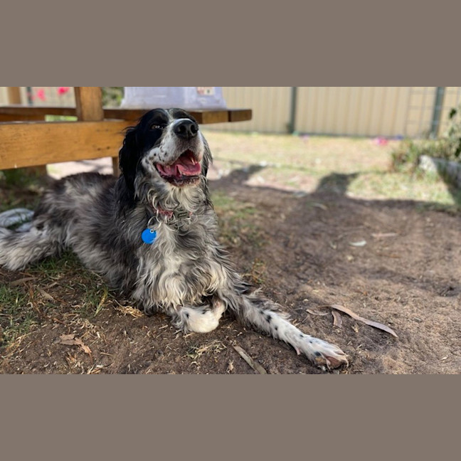 Photo of Pippa