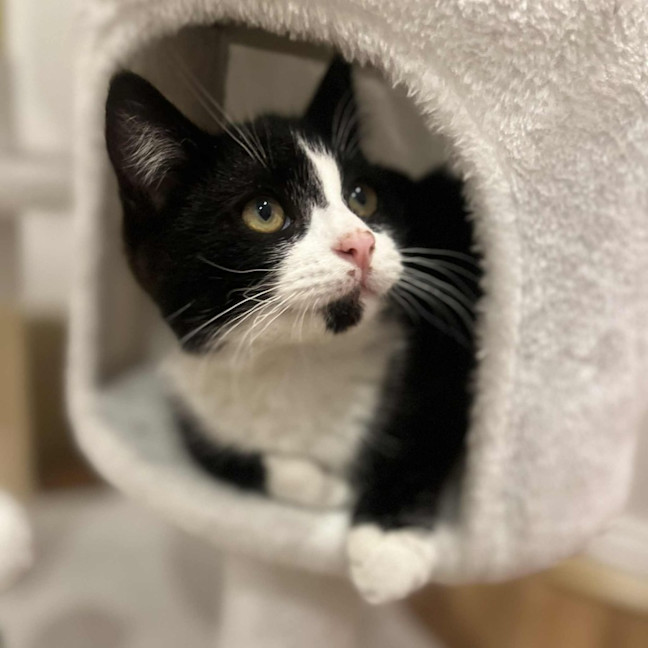 Photo of Jasper   In Foster In Doreen