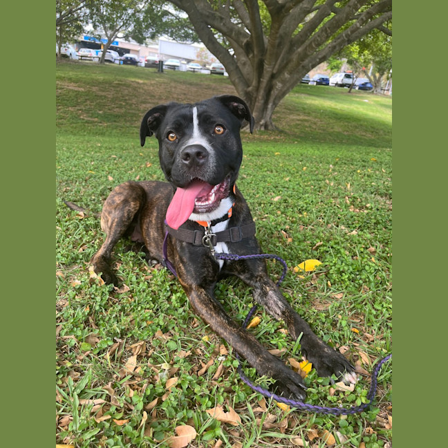 Photo of Gypsie