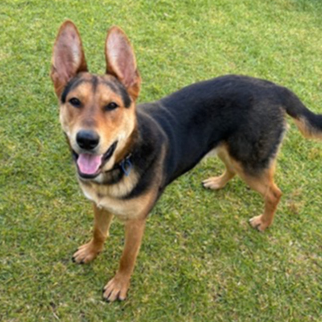 Photo of Turbo *$350 Adoption Fee*