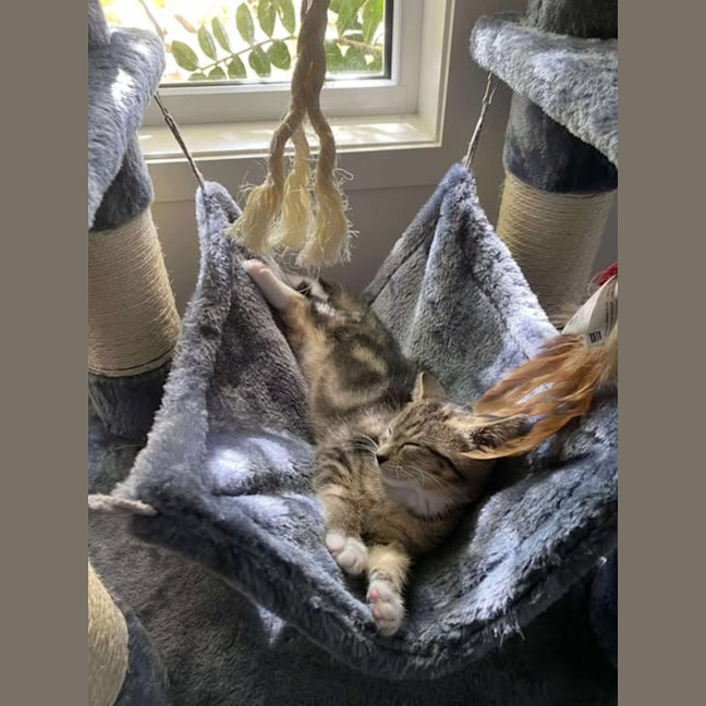 Photo of Willow
