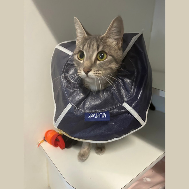 Photo of Dusty 
