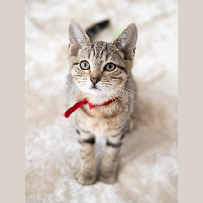 Photo of Almond