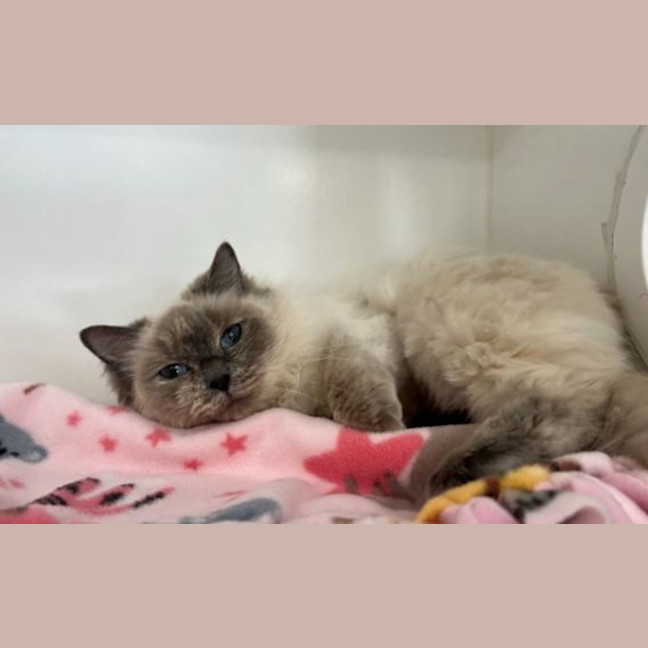 Photo of Petal