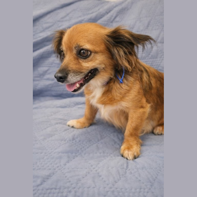 Photo of Ruby   6 Year Old Australian Terrier X