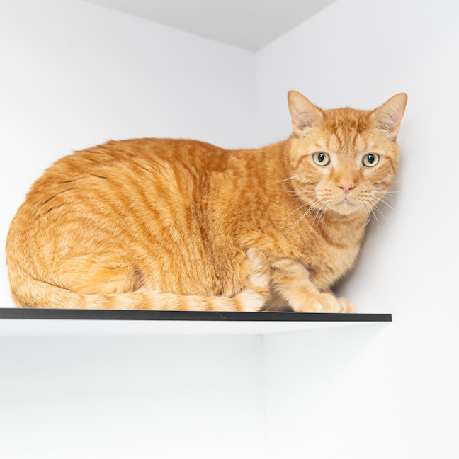 Photo of Leo