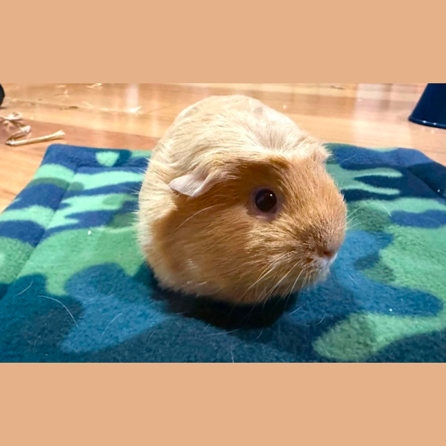 Photo of Meatball & Danish