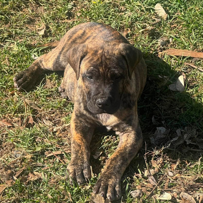 Photo of Banjo