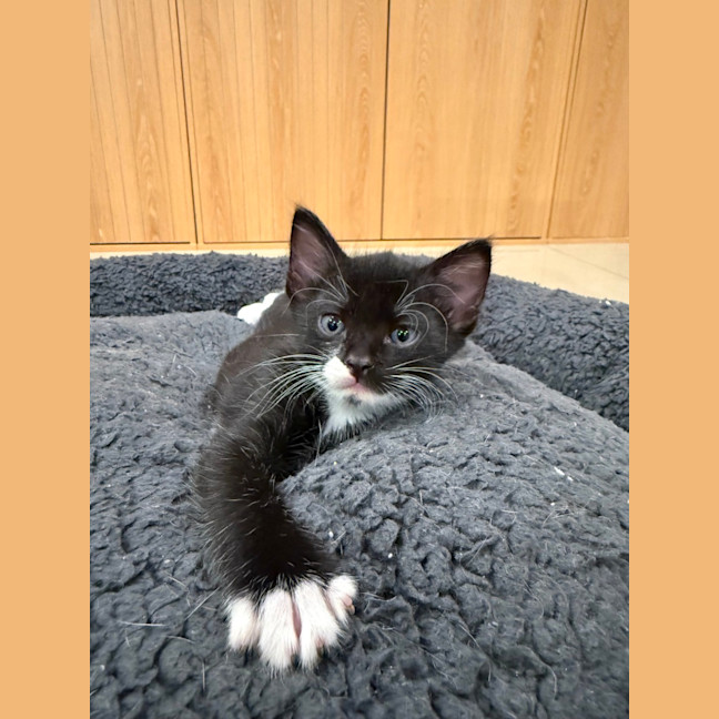 Photo of Tuxy