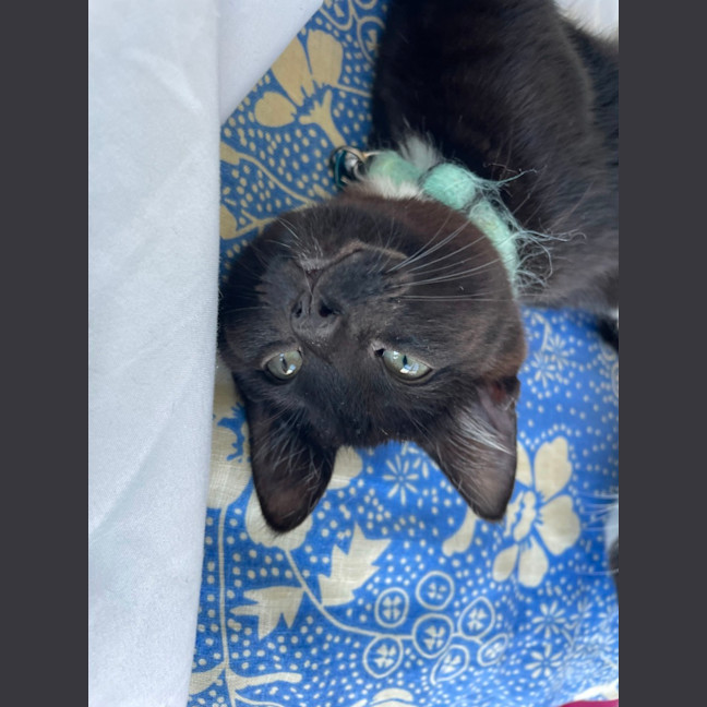 Photo of Clyde