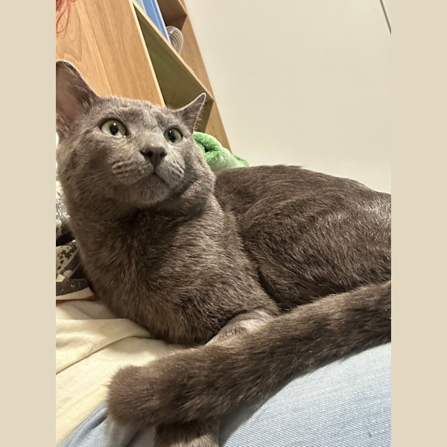 Photo of Sirius