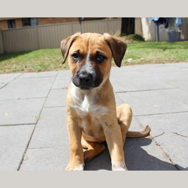 Photo of Billie   8 Week Old Mastiff X (Trial)