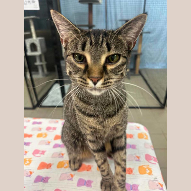 Photo of Nova
