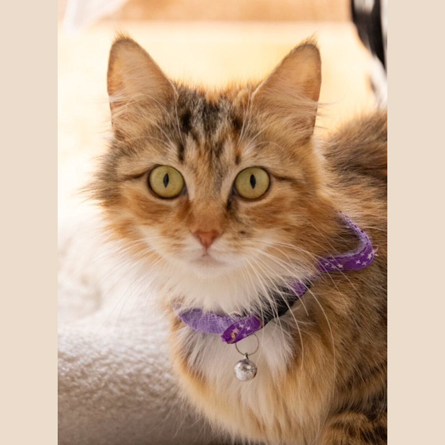 Photo of Tigress