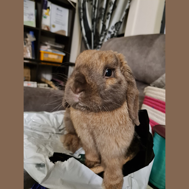 Photo of Ultimate Cookie