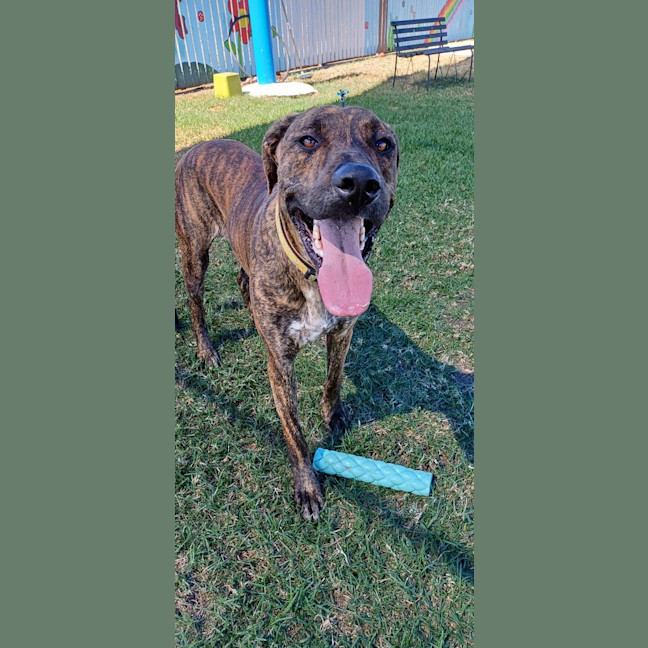 Photo of Goose