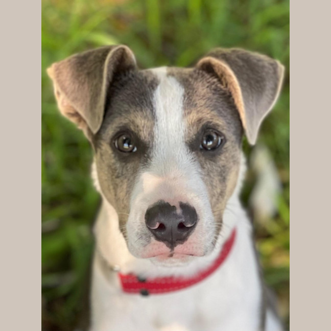 Photo of Moose