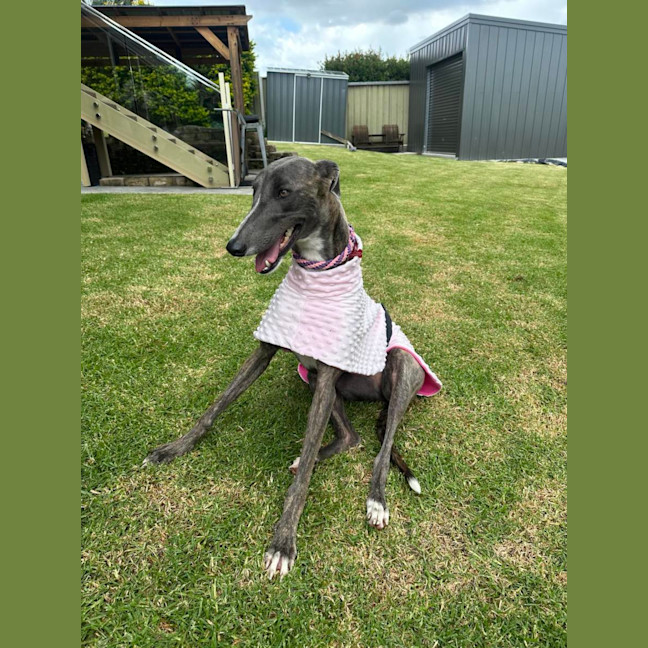 Photo of Zoe, The 1year Old Greyhound