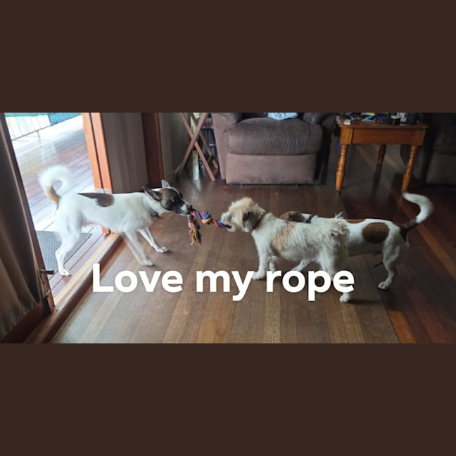 Photo of Milo