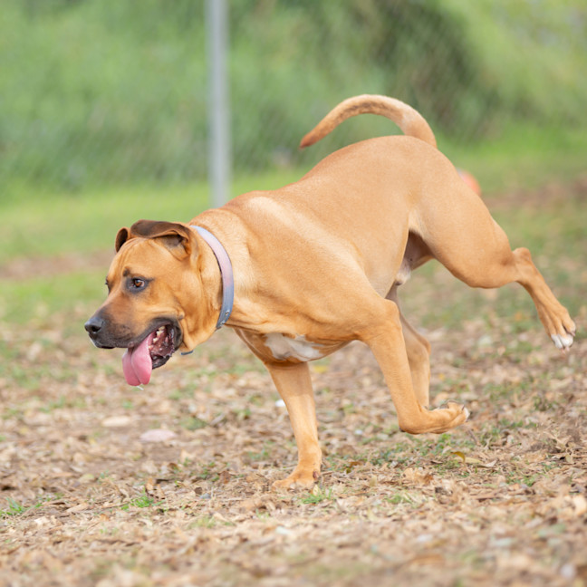 Photo of Scrappy Doo