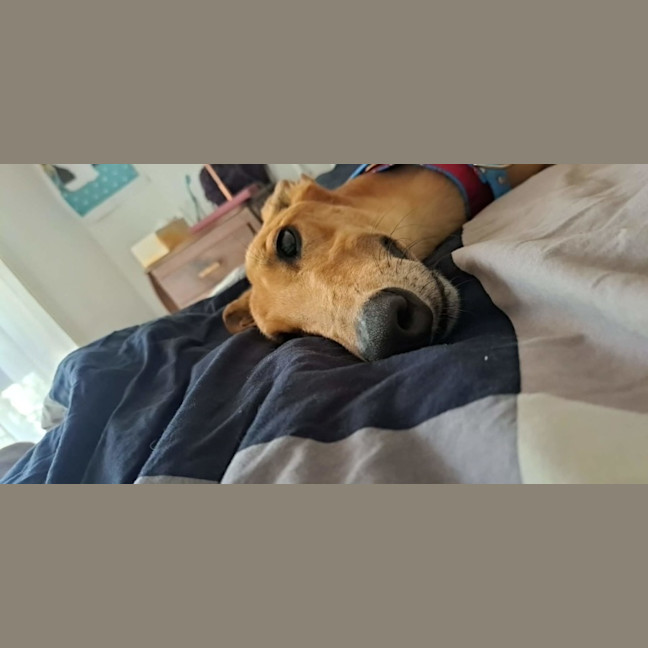 Photo of Sean, The Greyhound