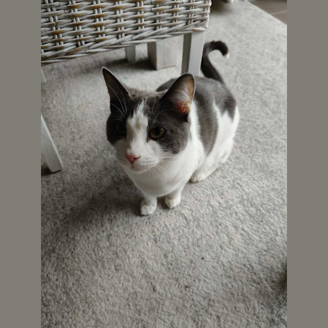 Photo of Earl Grey