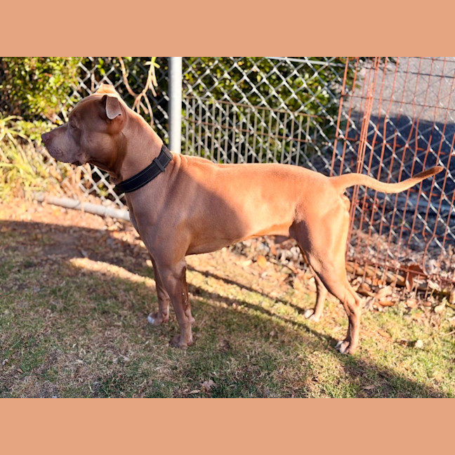 Photo of Harvey