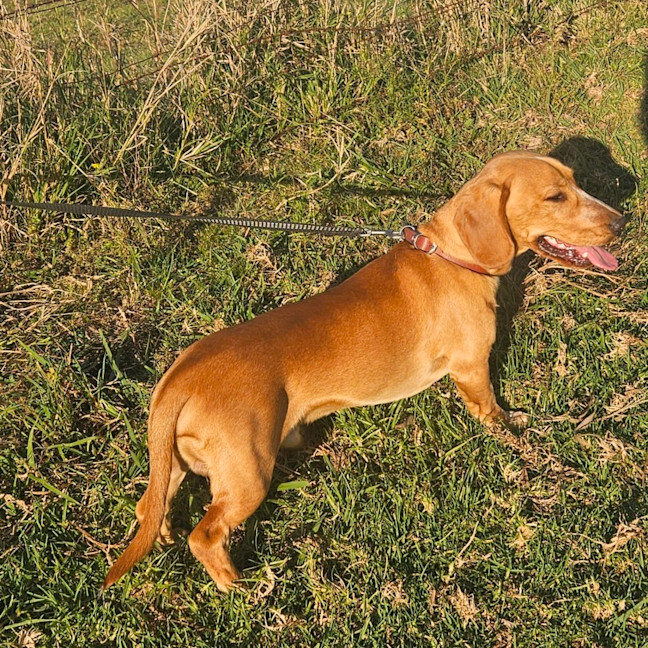 Photo of Rascal 