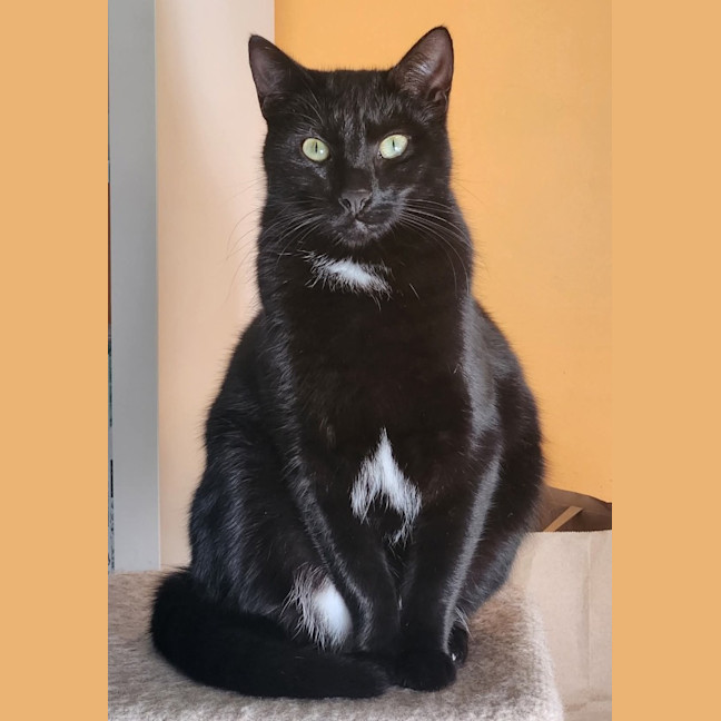 Photo of Aglaea Nova