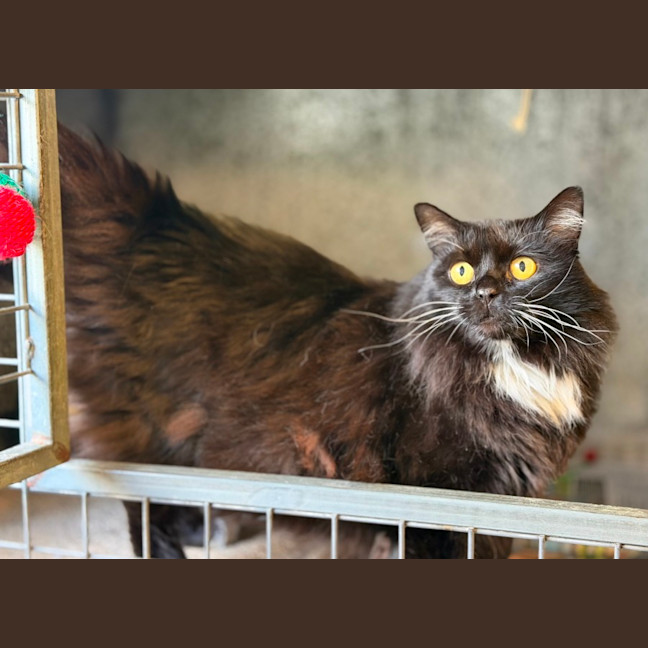 Photo of Kitty 