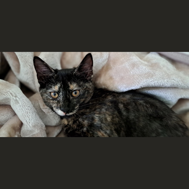 Photo of Serena