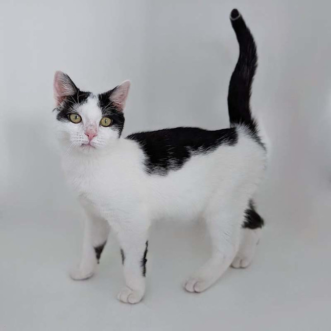 Photo of Jester