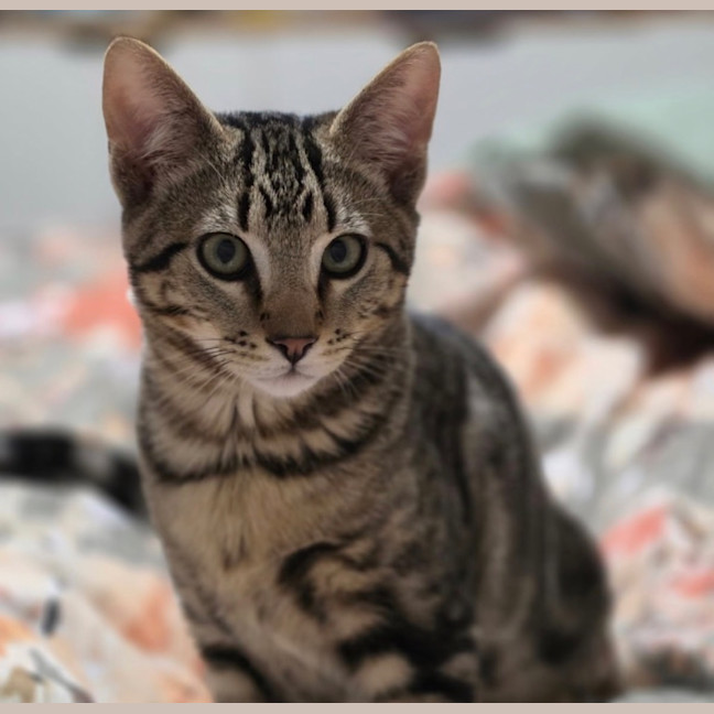 Photo of Rue