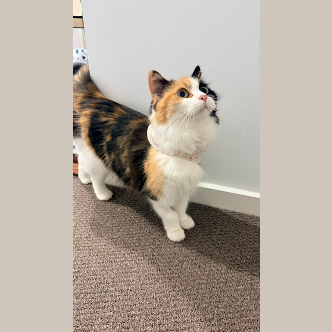 Photo of Lola