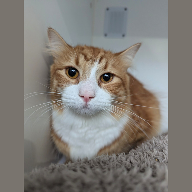 Photo of Cookie