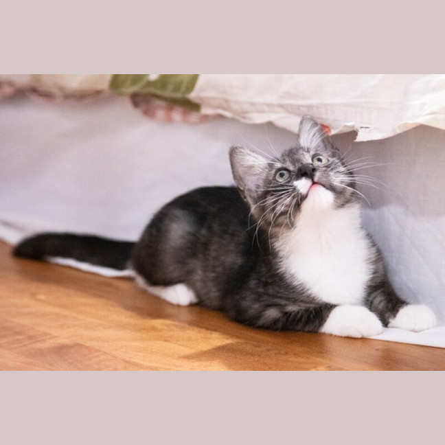 Photo of Zorro
