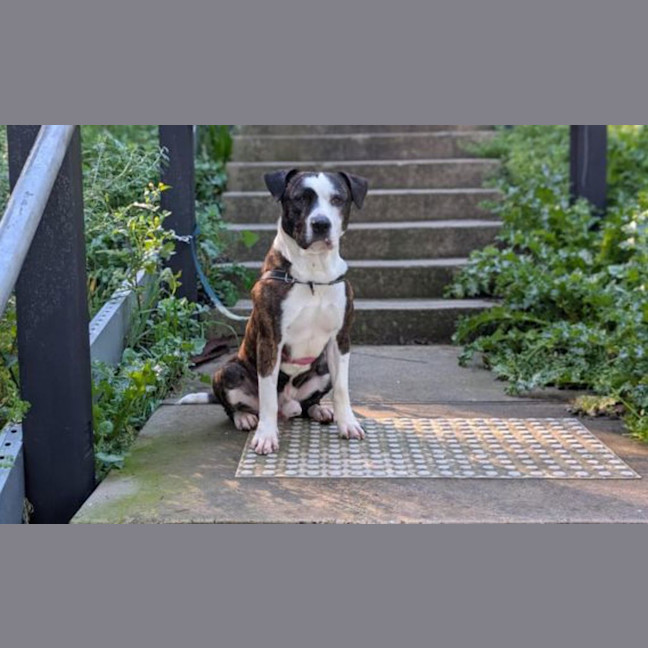Photo of Benson