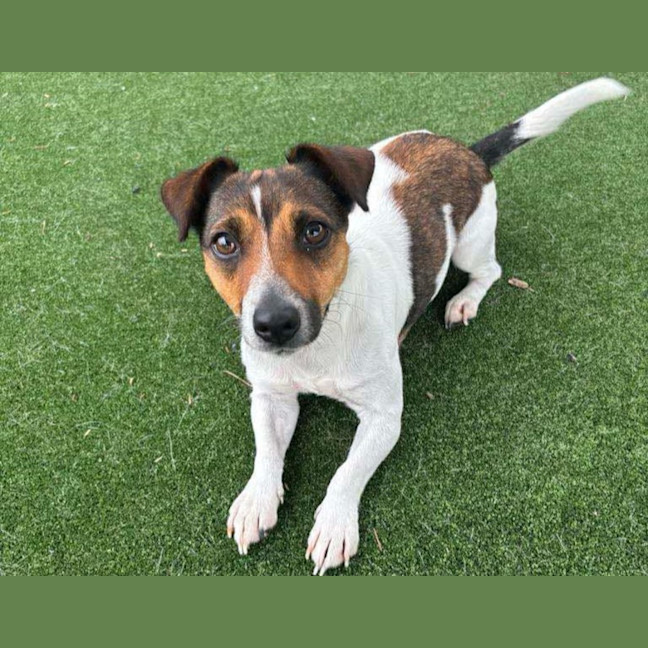 Photo of Tulip Imp 190