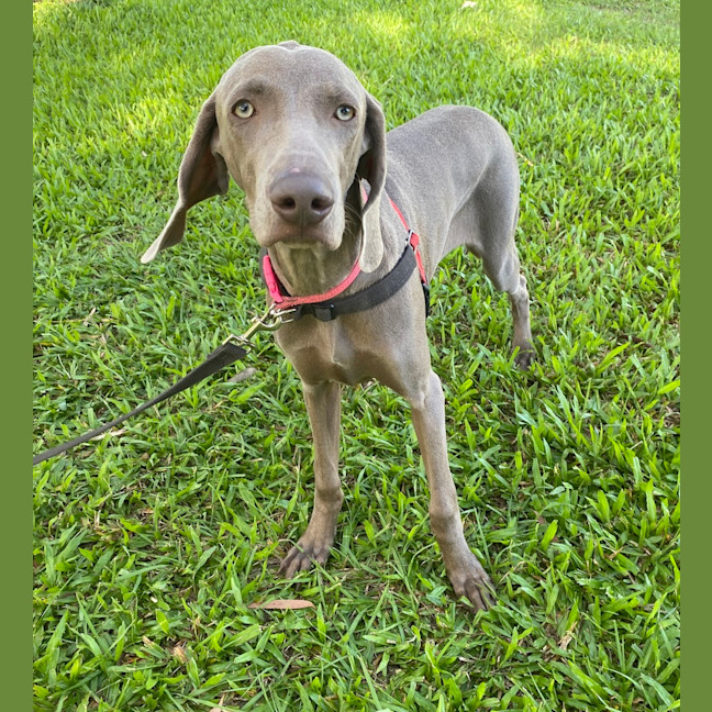 Photo of Willow