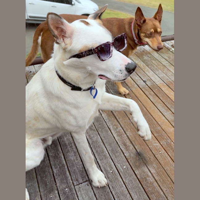 Photo of Foo 🐶 1yo, Husky X Cattle Dog (On Trial 7/2/26)