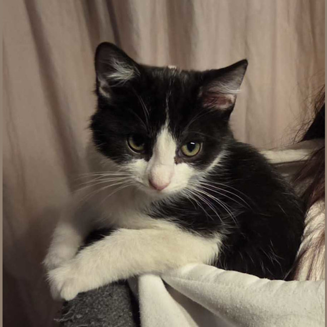 Photo of Patch
