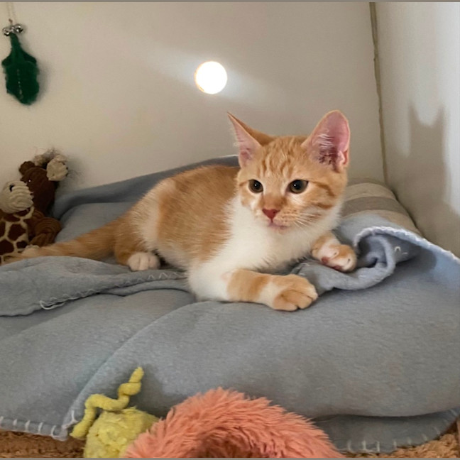 Photo of Honey