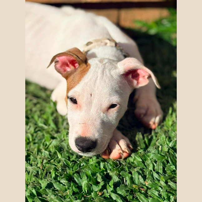 Photo of Petey