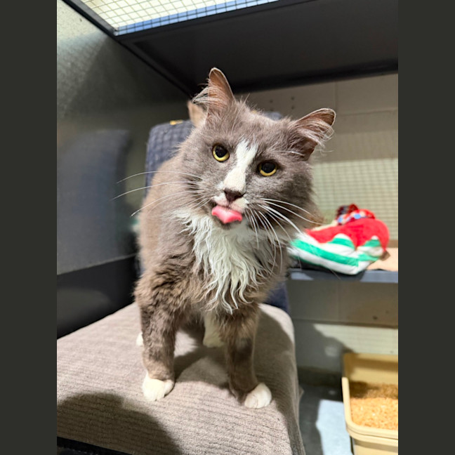 Photo of Smokey