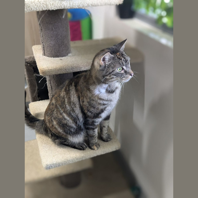 Photo of 🍧 Queenie 5290 🍧